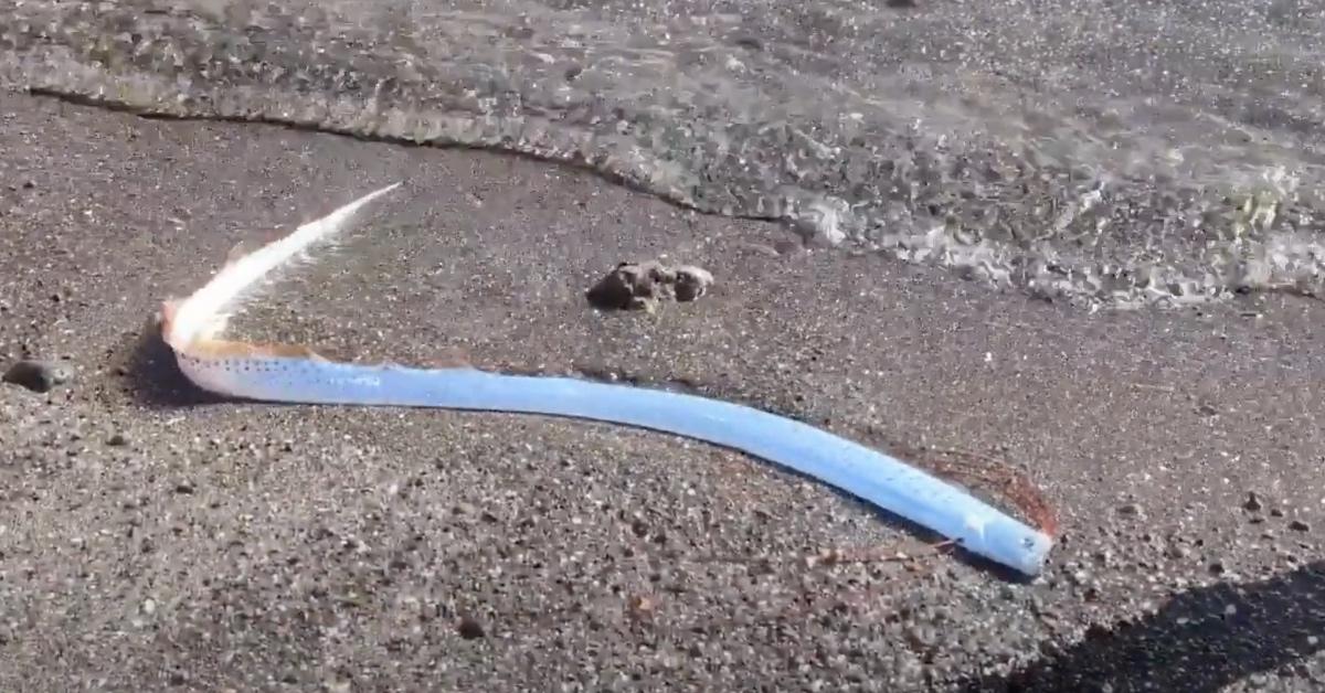 Stranded oarfish writhes on a beach in Mexico. 