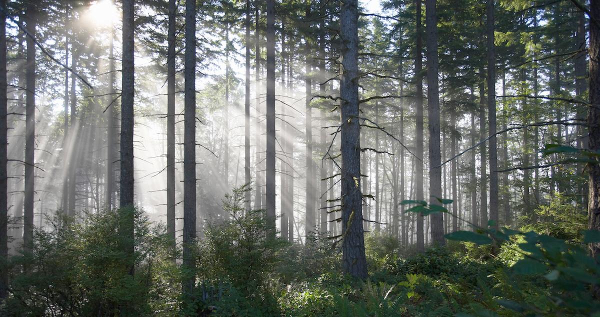 Sun shines through trees in a forest.