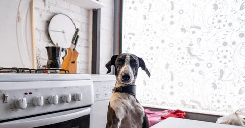 Black and white dog standing on two legs with paws on a white countertop.