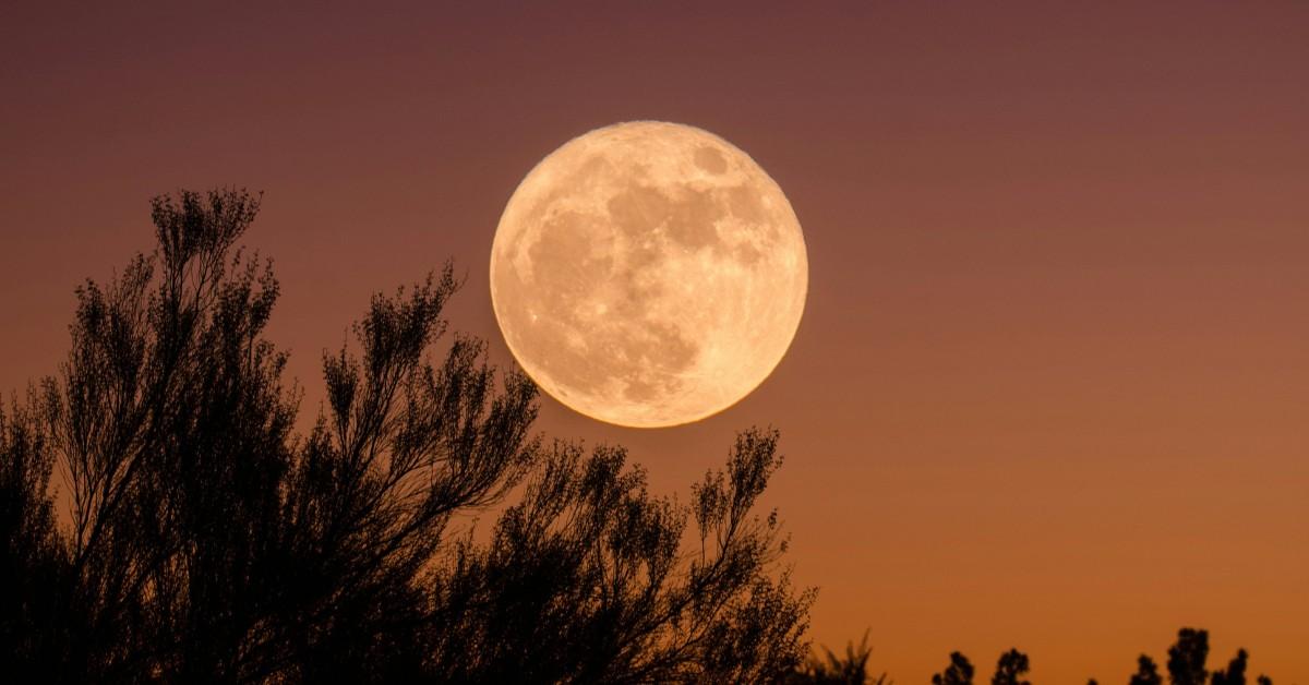 A supermoon hangs over the trees during a dusk creating an orange glow