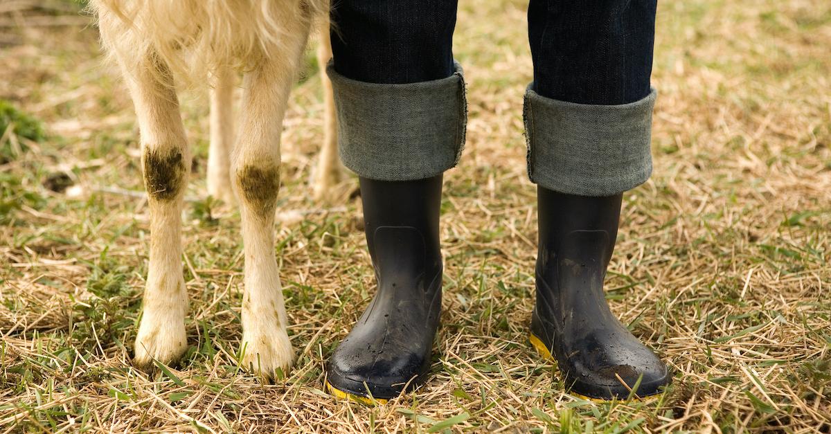 Sustainable Farm Animals to Keep in Your Backyard, as Natural Gardeners