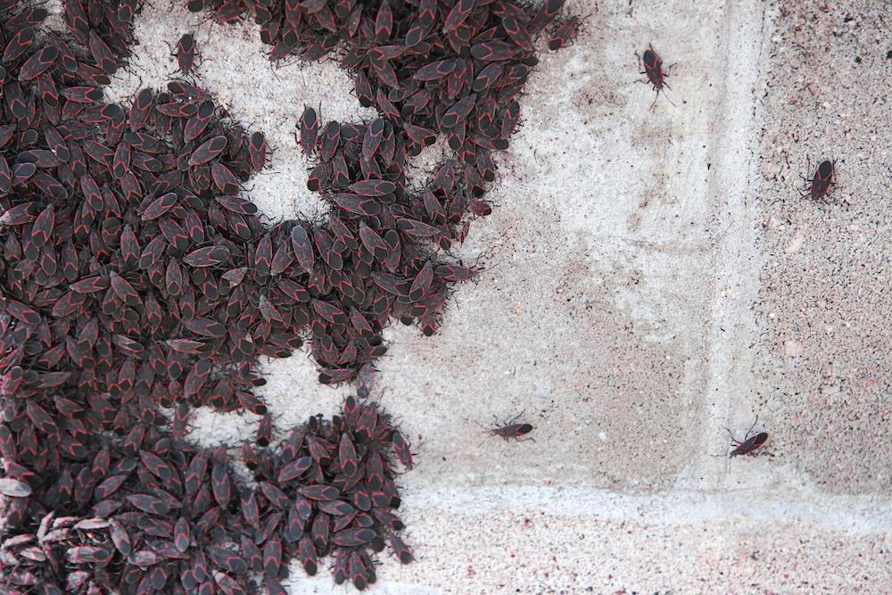 A swarm of boxelder bugs. 