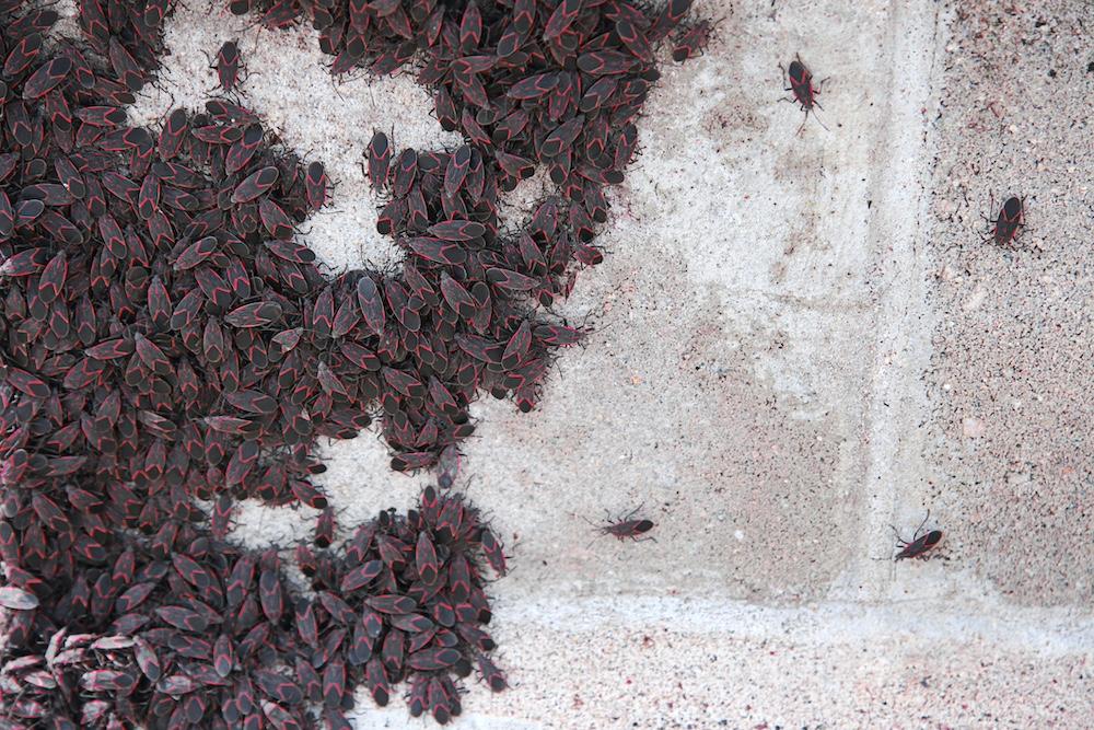 Here's How to Get Rid of Boxelder Bugs in Your Home or Garden