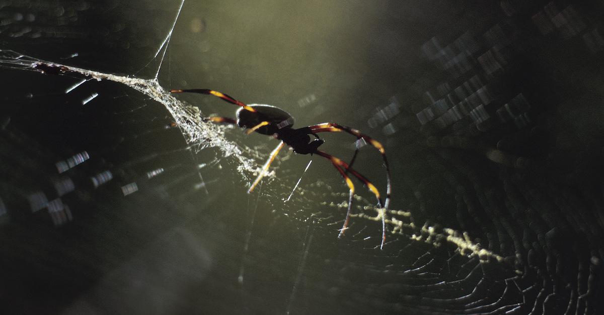 Joro spiders are invading the U.S. at an alarming rate •