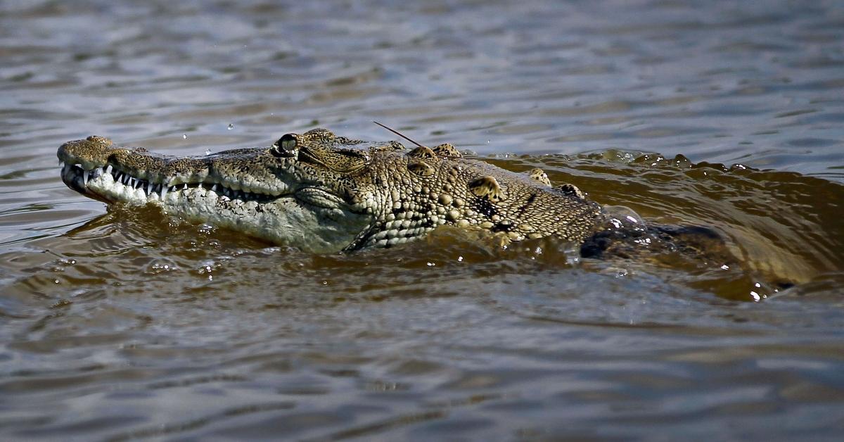 An crocodile in the water.