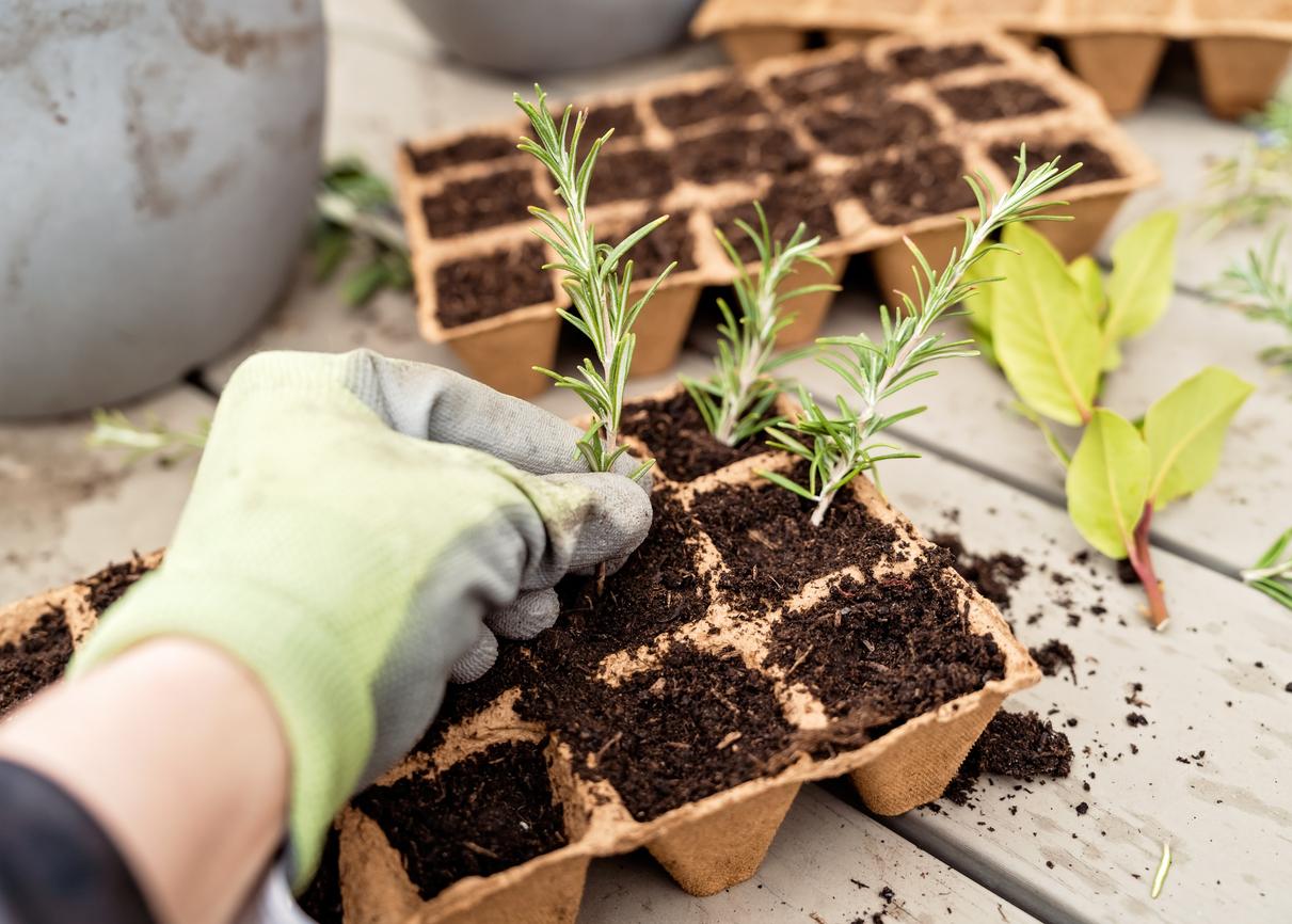 Close up of a gloved hand planting rosemary cuttings in biodegradable seed containers. 