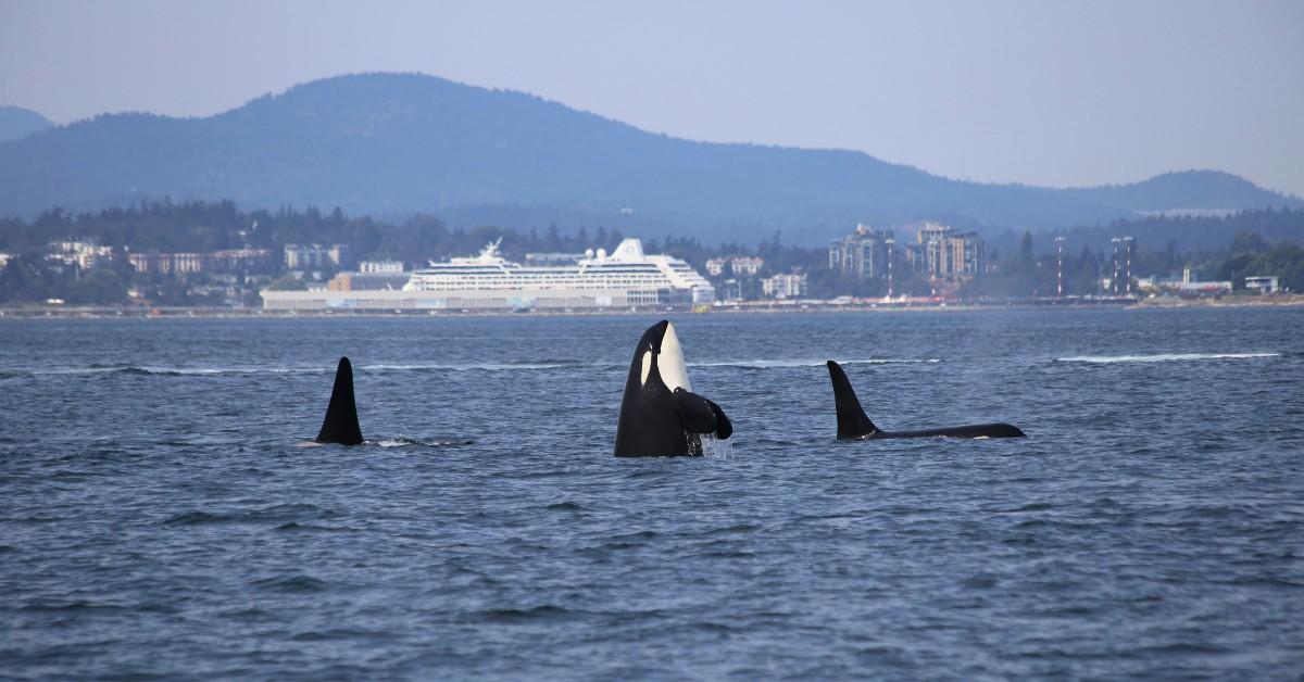 A pod of whales breach the surface as mountains fill the background