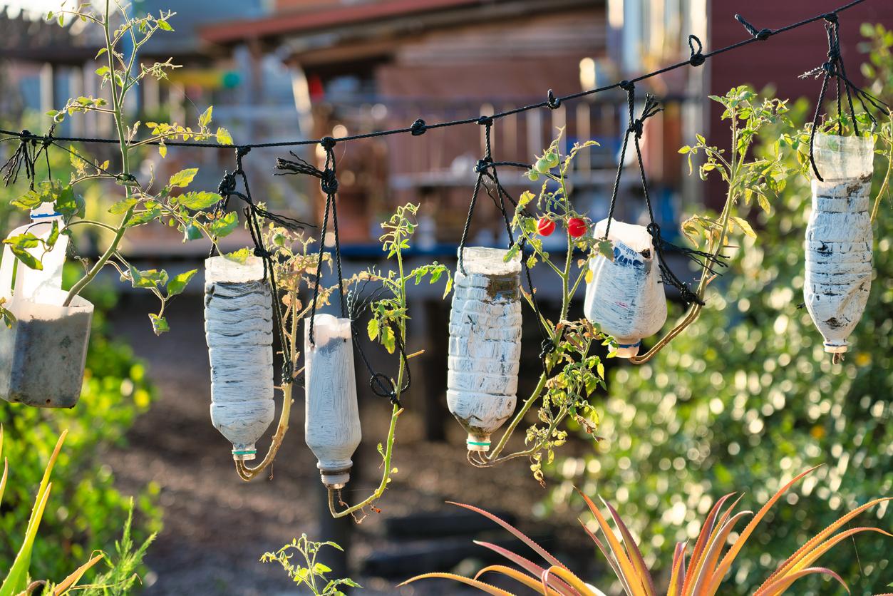 Repurposed plastic water bottles being used as hanging planters in an outdoor garden.