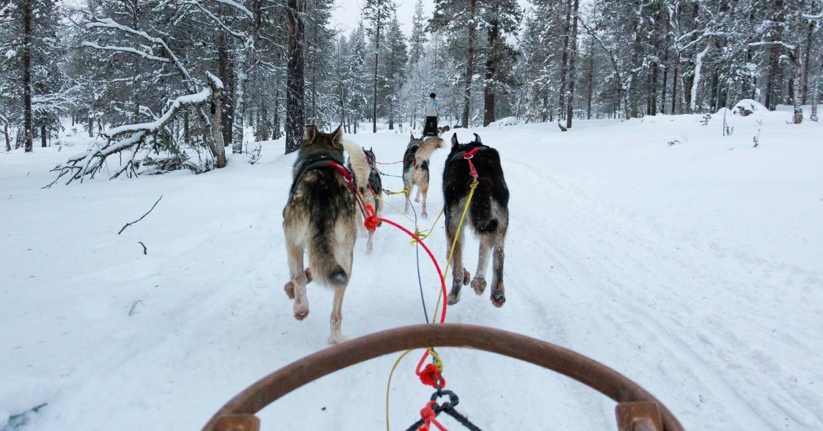 A team of four dogs pulls a sleigh behind them using a combination of yellow, black, and red ropes