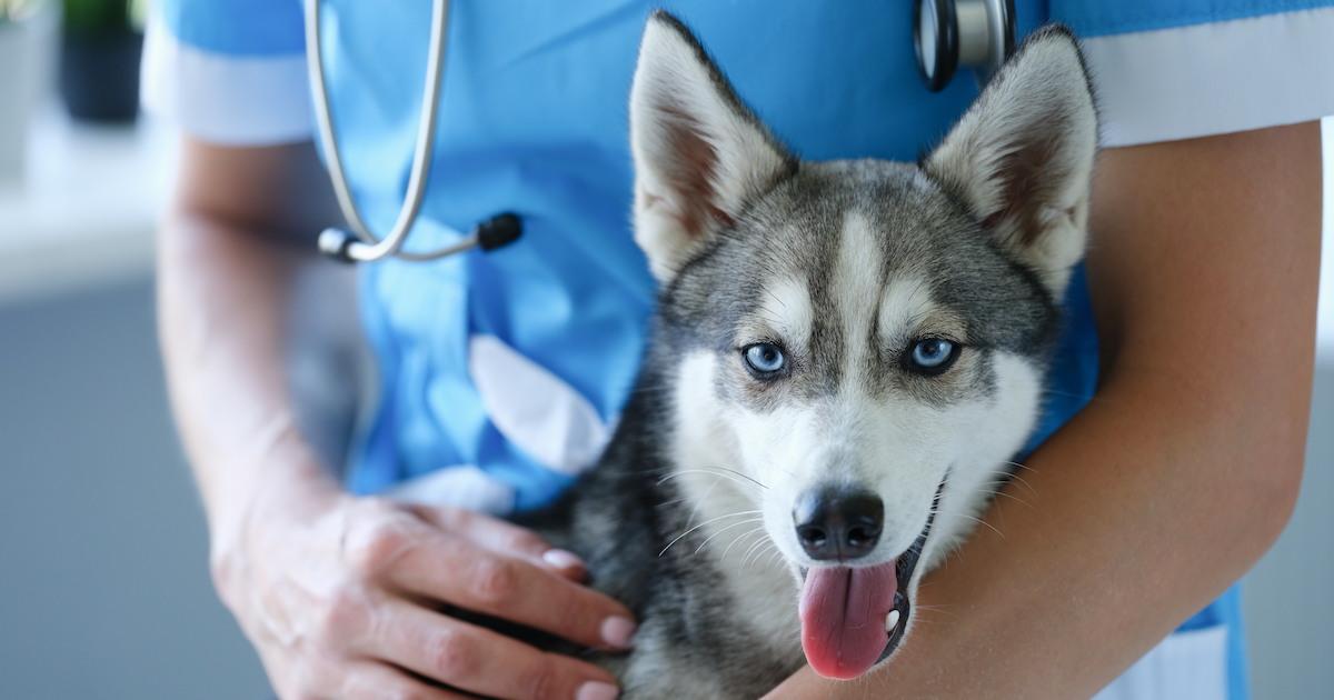 Handsome little husky at veterinarian appointment closeup