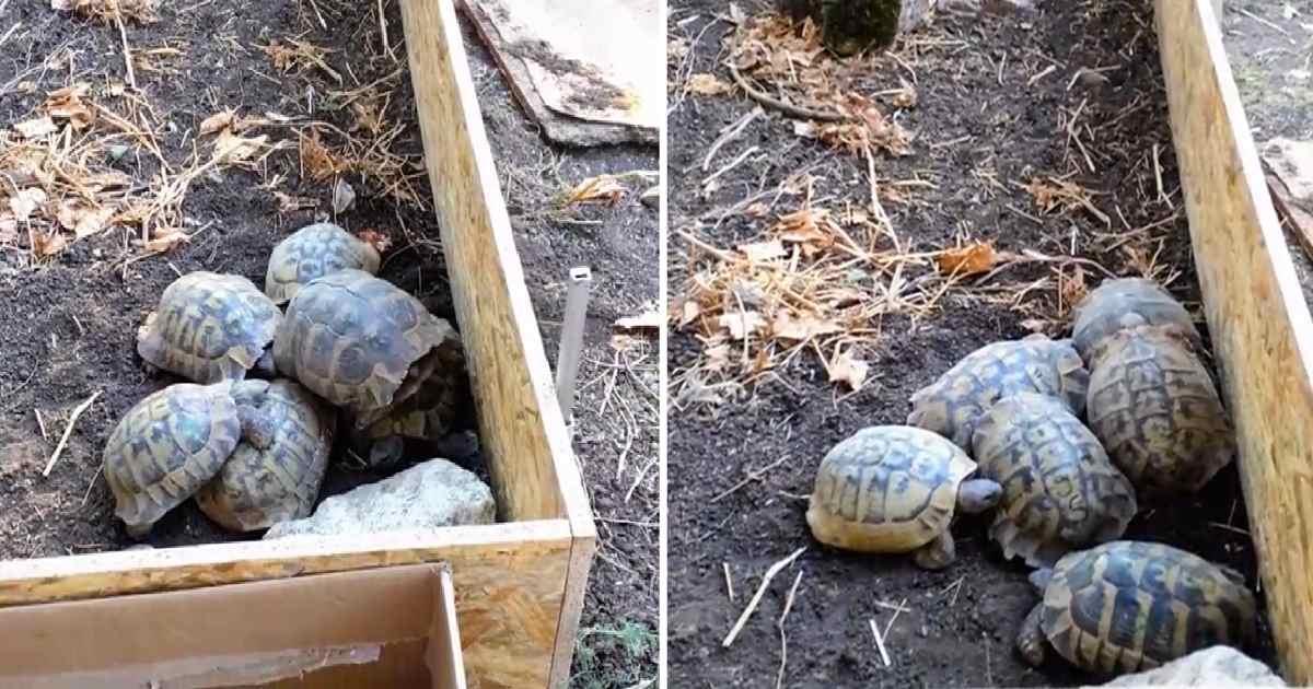 pn/bbea ccd eb ac aebfddee