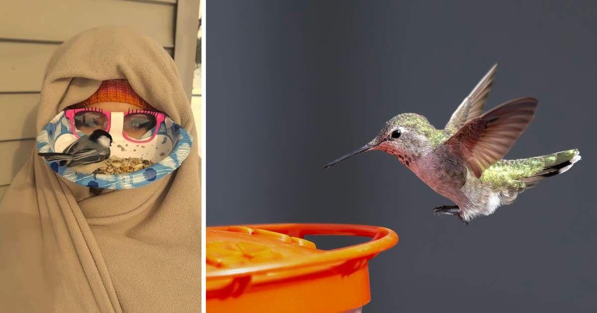 (L) Bird pecking on seeds in Drin's face feeder. (Cover Image Source: TikTok | @birdladydrin) | (R) A cute bird flying towards a bird feeder. (Representative Cover Image Source: Pexels | Frank Cone)