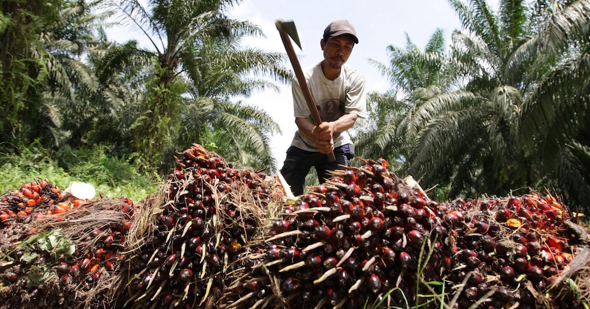 What do Indonesians really think about palm oil?, News