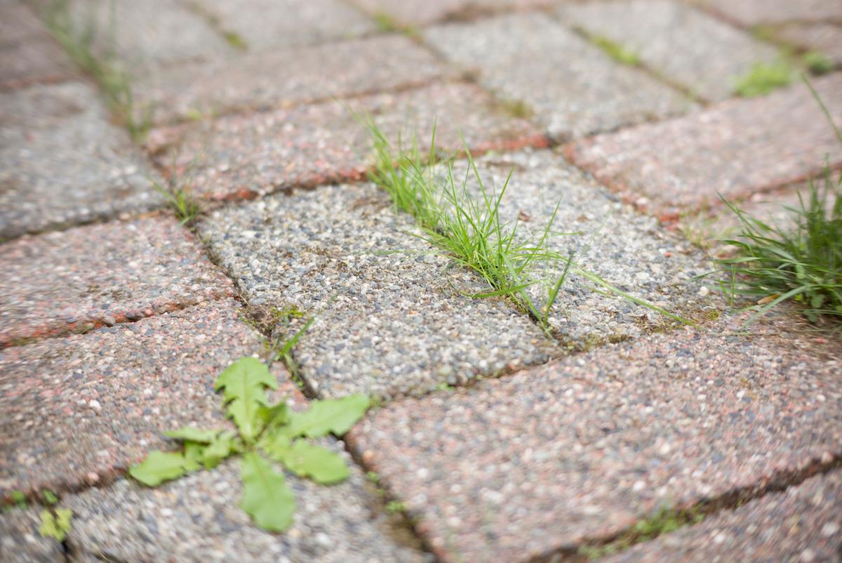 how to get rid of weeds naturally