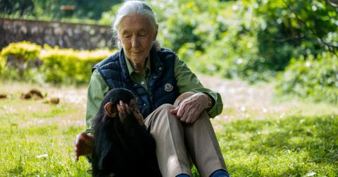 Jane Goodall with a young chimp on grass