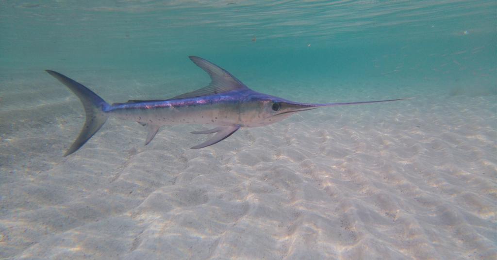 Are Swordfish Endangered? How The Population Has Evolved