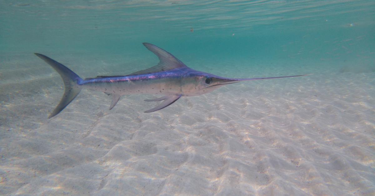 Are Swordfish Endangered? How The Population Has Evolved