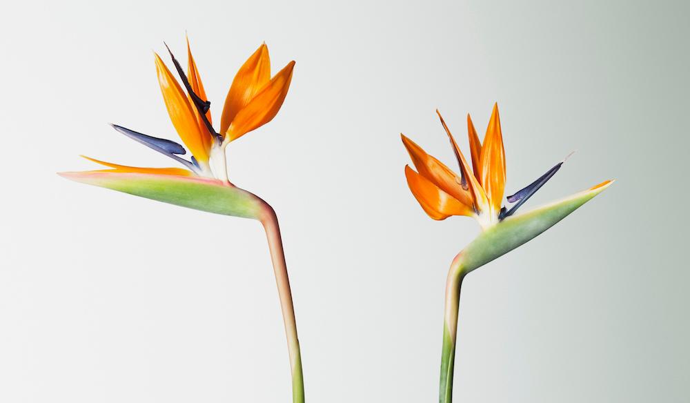 Two bird of paradise flowers against a white background. 