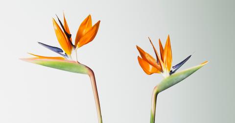 Two bird of paradise flowers against a white background.
