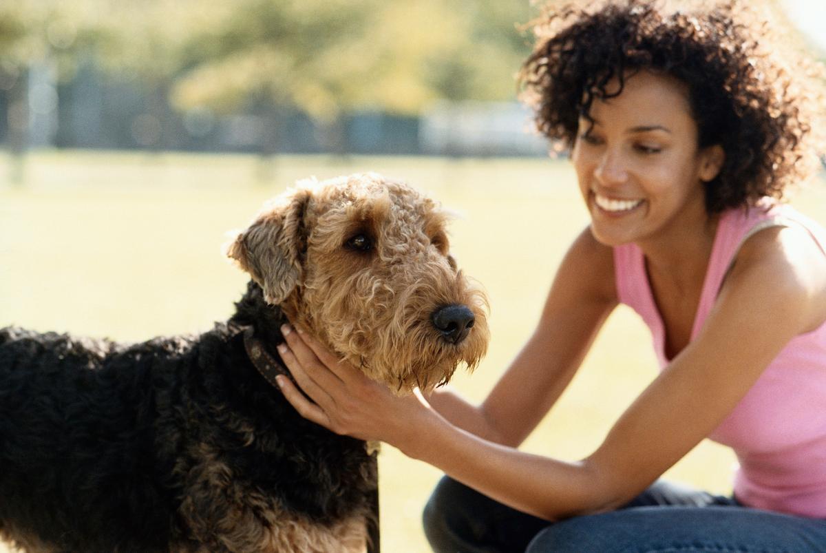 Rescue dogs sale near me hypoallergenic