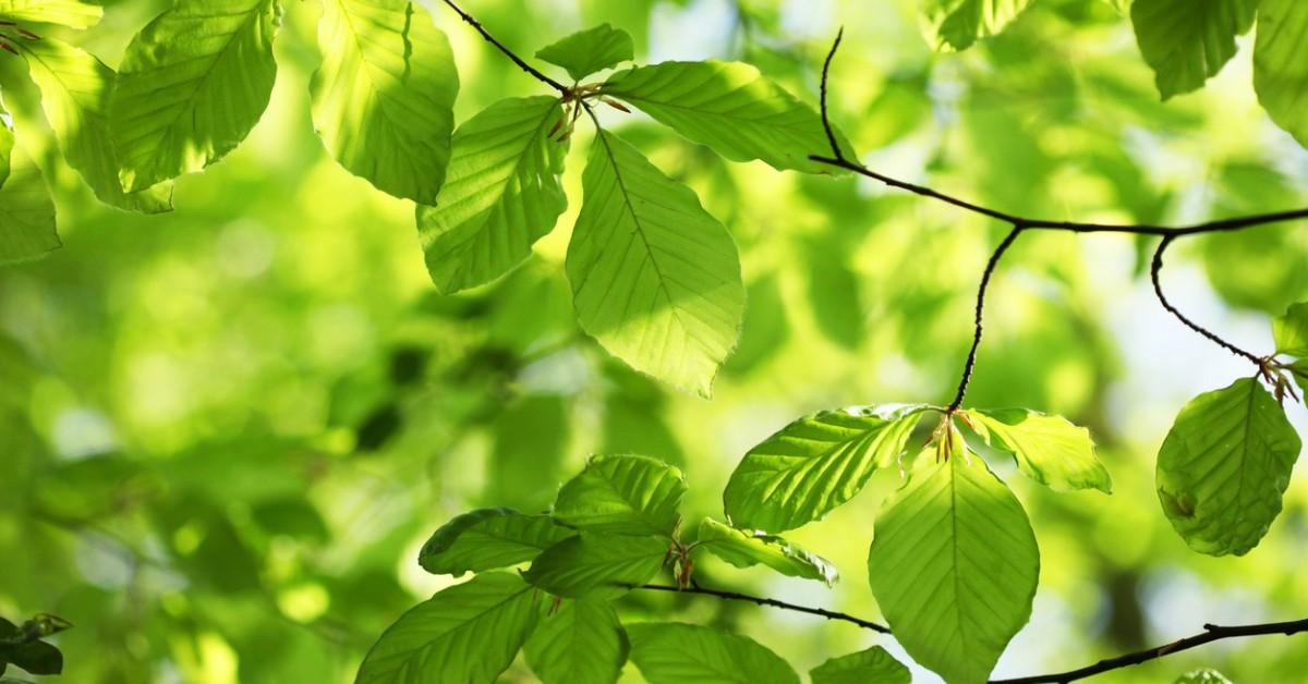 Sun dappled beech tree leaves