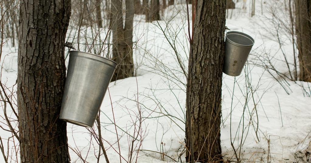 The Maple Syrup Shortage What to Know, Causes, and More