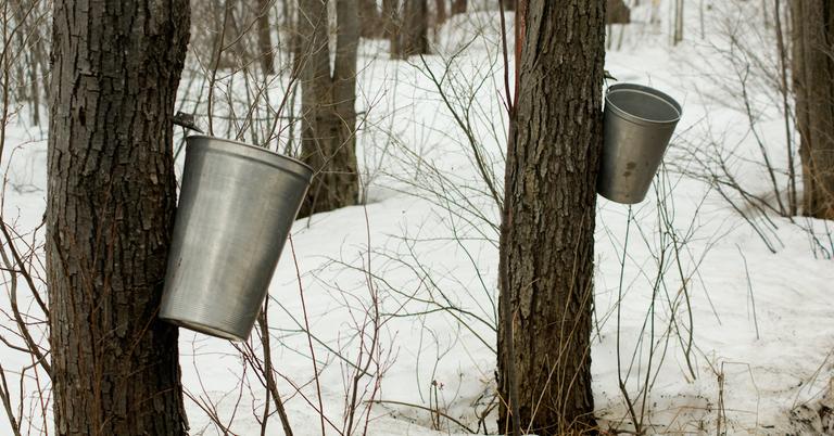 the maple sugar story