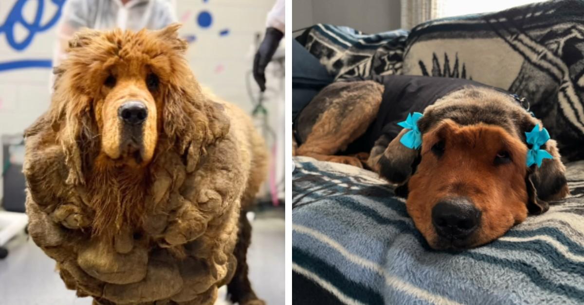 A stray Tibetan Mastiff named Sprout seen before and after her makeover