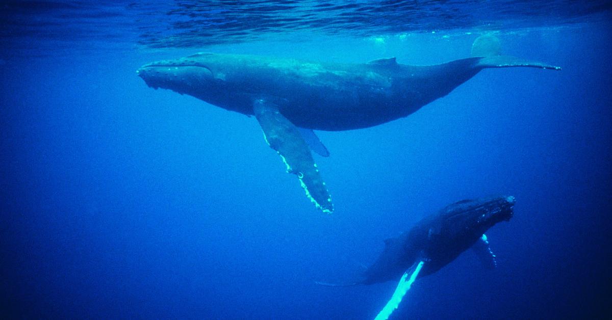 Humpback Whales