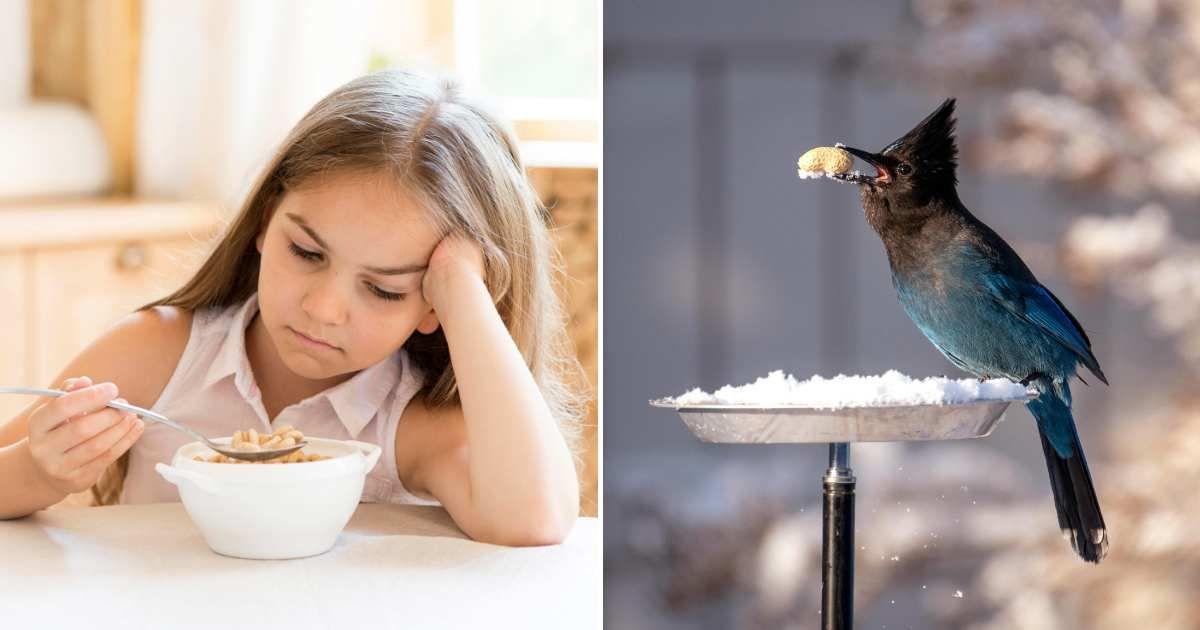 (L) Little girl dislikes her cereal breakfast, (R) Bird holds a cereal flake in its beak (Representative Cover Image Source: (L) Freepik, (R) Pexels | Frank Cone)