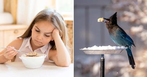 (L) Little girl dislikes her cereal breakfast, (R) Bird holds a cereal flake in its beak (Representative Cover Image Source: (L) Freepik, (R) Pexels | Frank Cone)
