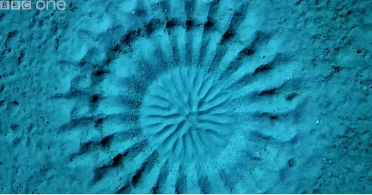 Mysterious crop circles on the seabed in Japan. (Cover Image Source: YouTube | @bbc)