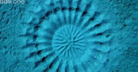 Mysterious crop circles on the seabed in Japan. (Cover Image Source: YouTube | @bbc)