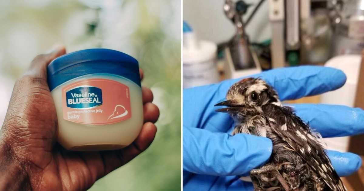 (L) Person shows a tub of vaseline in their palm (Representative Cover Image Source: Pexels | Mwabonje Ringa) | (R) A sick bird in the hands of an expert. (Cover Image Source: Facebook | Center for Wildlife)