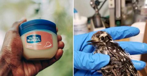 (L) Person shows a tub of vaseline in their palm (Representative Cover Image Source: Pexels | Mwabonje Ringa) | (R) A sick bird in the hands of an expert. (Cover Image Source: Facebook | Center for Wildlife)