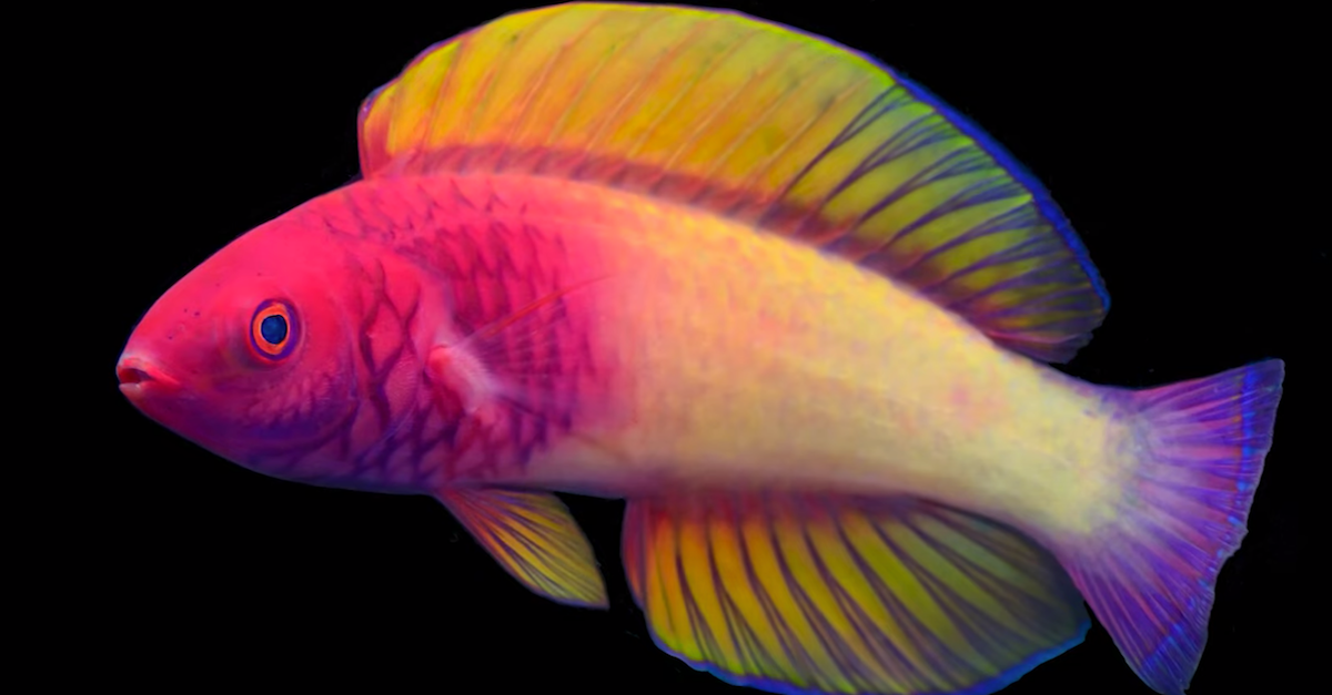 Rose-Veiled Fairy Wrasse