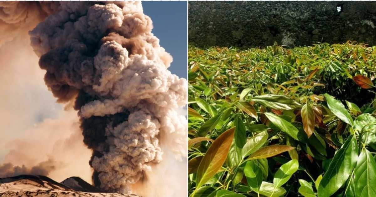 (L) Mount Etna ashfall; (R) Sicilian farmer Andrea Passanisi's farm. (Cover Image Source: (L) Getty Images | Roberto Schillaci; (R) Facebook | @Andrea Passanisi)