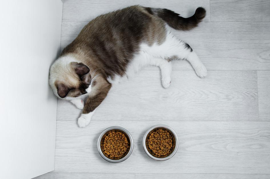Snowshoe cat breed lying on the floor looking at a bowl of dry cat food. 