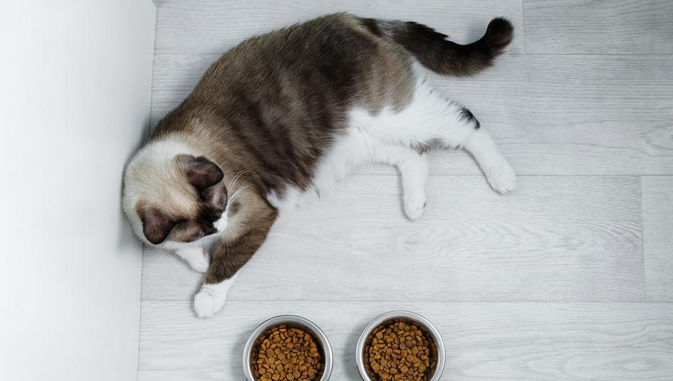 Why Isn't My Cat Eating? There Could Be a Few Reasons