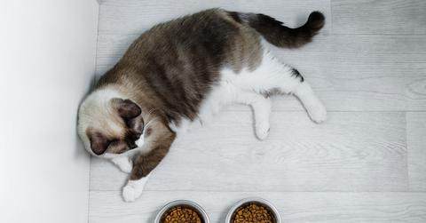 Snowshoe cat breed lying on the floor looking at a bowl of dry cat food.