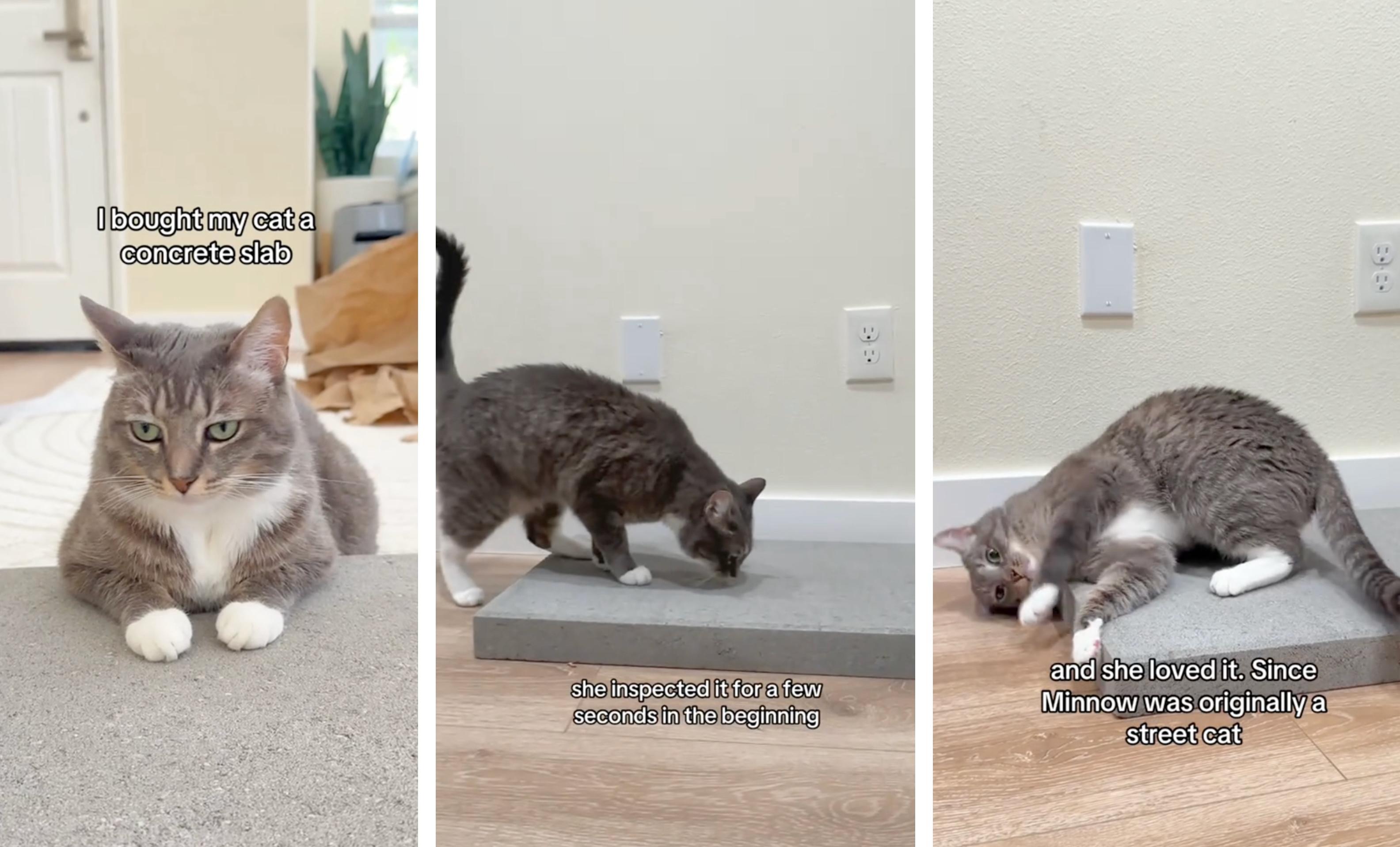 A cat inspects and lays on a concrete slab.