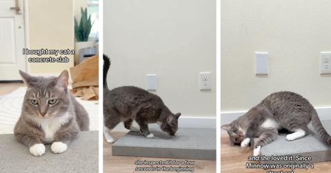 A cat inspects and lays on a concrete slab.
