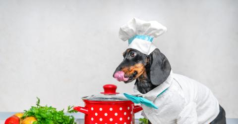 A Dachshund dressed as a chef sits beside a pot and licks his lips.