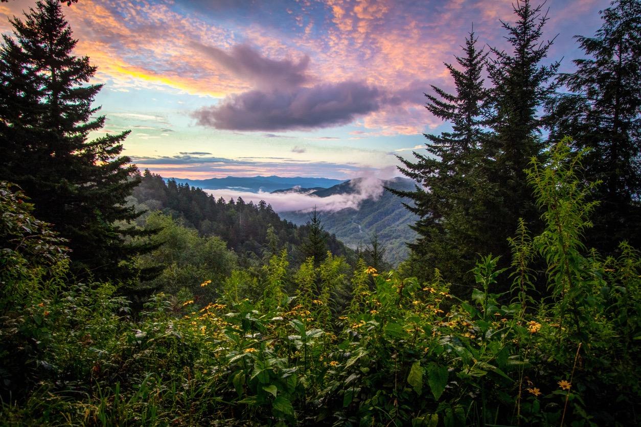 Bright green foliage and yellow flowers at the forefront of a view of faraway mountains and a pink and purple cloudy sunset.