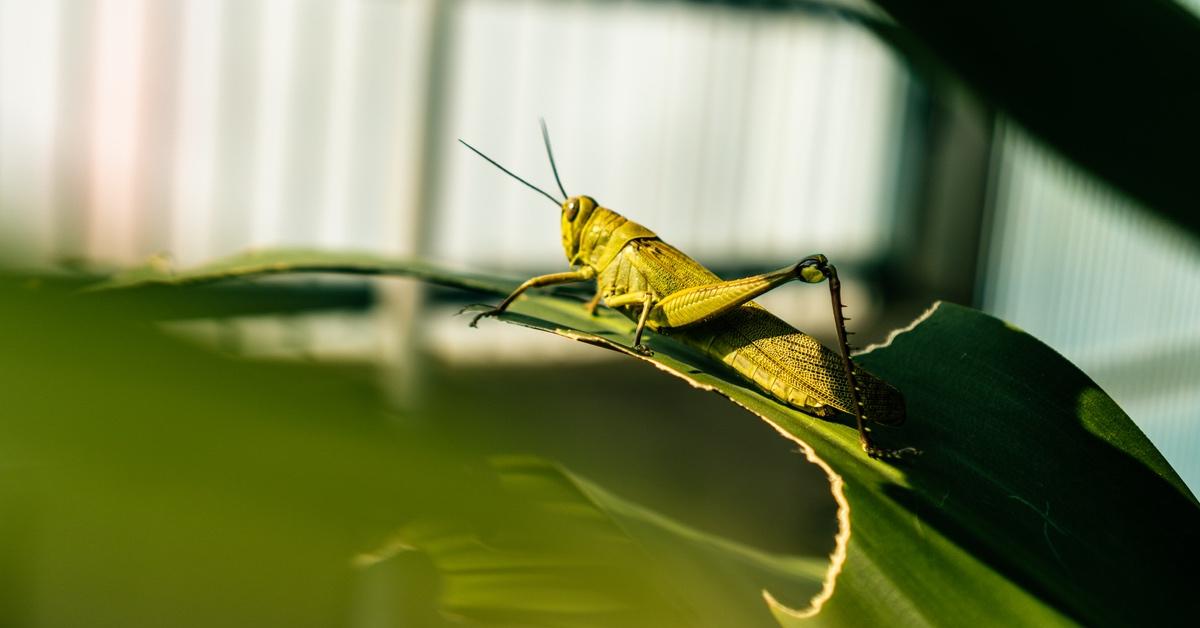 Grasshopper on a leaf