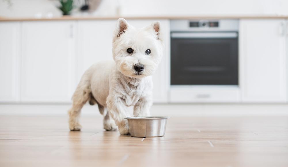 A white puppy eating out of a metal bowl in a kitchen.