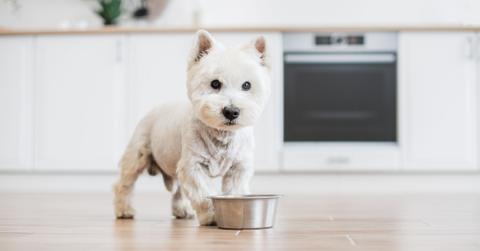 A white puppy eating out of a metal bowl in a kitchen.