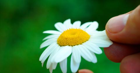 what flowers are edible