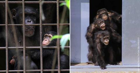 (L) Chimpanzees living a tragic life in confinement. (Representative Cover Image Source: Pexels | Jose Carlos Alexandre) | (R) Lab chimpanzees seeing 'the outside' for the first time ever. (Cover Image Source: YouTube | @gutaiderbichl)