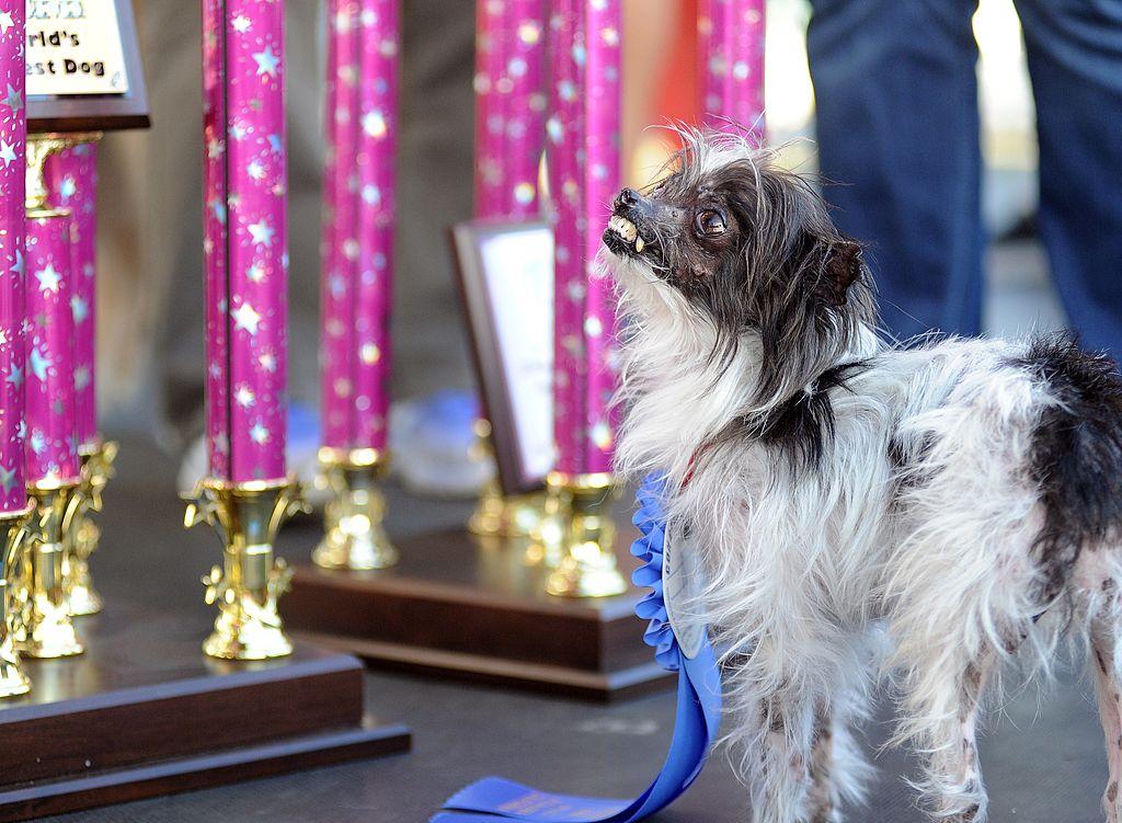 Peanut stands near a trophy at the conclusion of The World's Ugliest Dog Competition in Petaluma, California in June 2014.